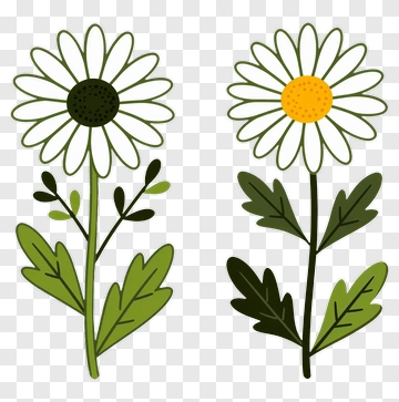 Two Daisies With Green Leaves PNG