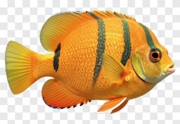Orange Fish With Green Stripes PNG