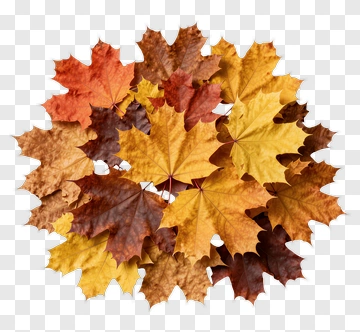 Autumn Leaves In Vibrant Fall Colors PNG