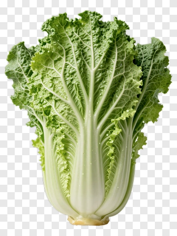 Fresh Cabbage With Green Leaves And White Stem PNG