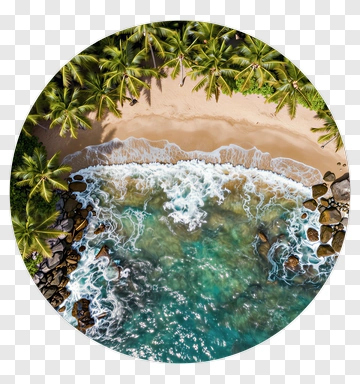 Aerial View Of Tropical Beach With Palm Trees PNG