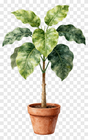 Fig Tree In Terracotta Pot PNG