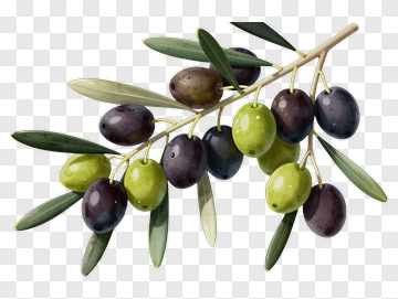 Olive Branch With Ripe Olives PNG