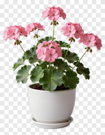 Pink Geranium In White Pot PNG