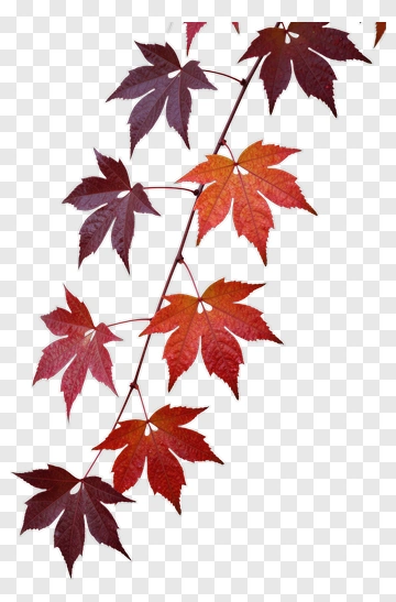Maple Leaves On A Branch PNG