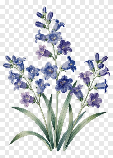 Blue And Purple Bellflowers With Green Leaves PNG