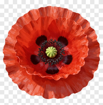 Red Poppies With Black And Green Center PNG
