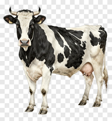 Cow PNG