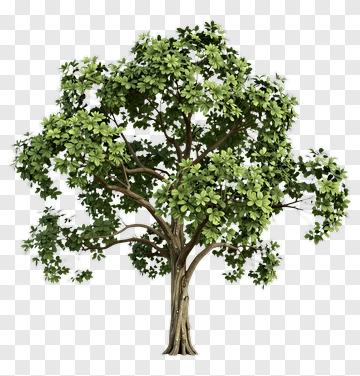 Lush Green Tree With Dense Canopy PNG