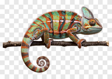 Colorful Chameleon On Branch PNG