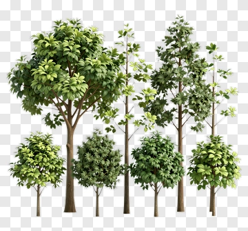 Group Of Trees With Green Leaves PNG