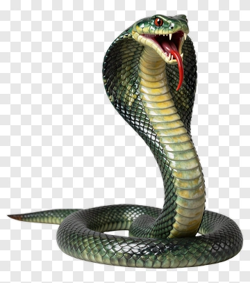 Cobra With Open Mouth PNG