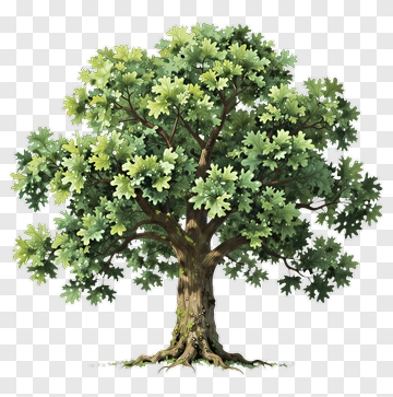 Watercolor Oak Tree PNG