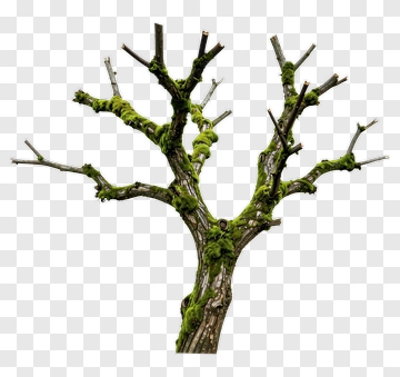 Moss Covered Tree Branch PNG