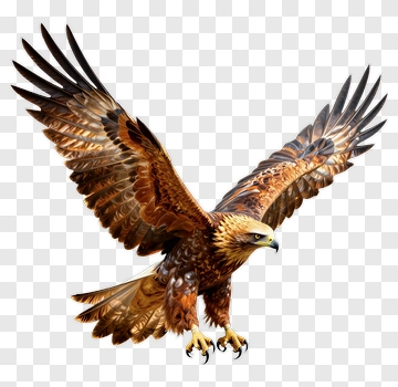 Eagle In Flight PNG