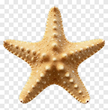 Starfish With Spines And White Patches PNG