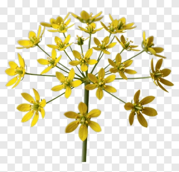 Yellow Flower Blossom PNG