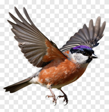 Bird In Flight PNG