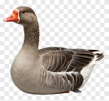 Realistic Goose PNG