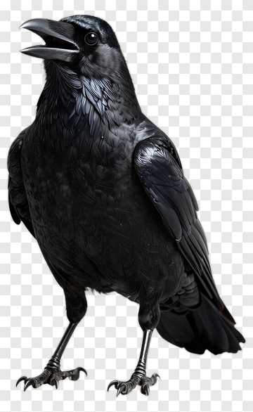 Black Crow Portrait PNG