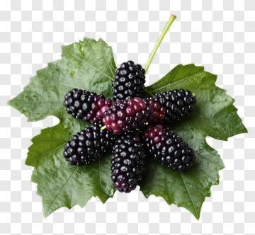 Mulberries On A Leaf PNG