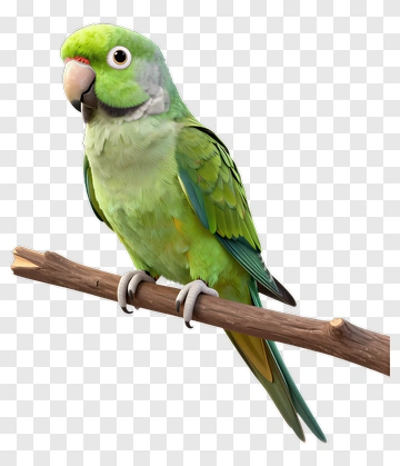 Green Parrot Perched On Branch PNG