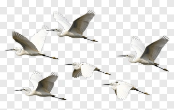 Flock Of Flying Egrets PNG