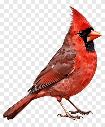 Red Cardinal Bird Illustration PNG