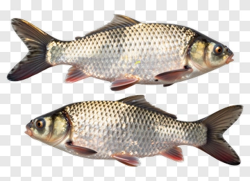 Two Freshwater Fish PNG