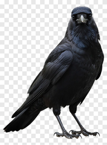 Black Crow Standing On Ground PNG