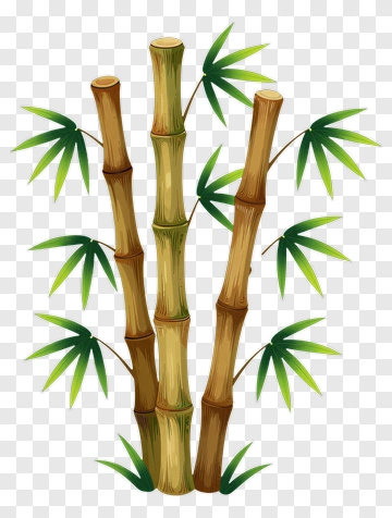 Bamboo PNG