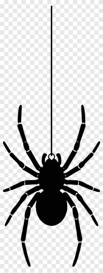 Black Spider Hanging PNG