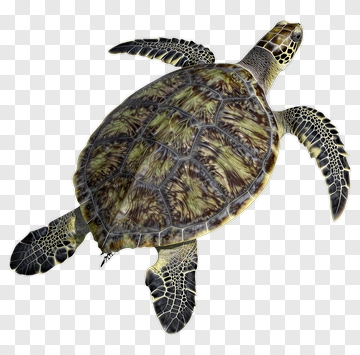 Sea Turtle In 3D Realistic Style PNG