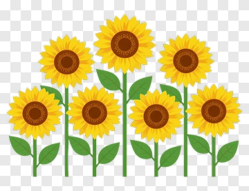 Sunflower Field PNG