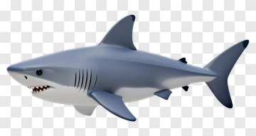 Gray Shark With Open Mouth PNG