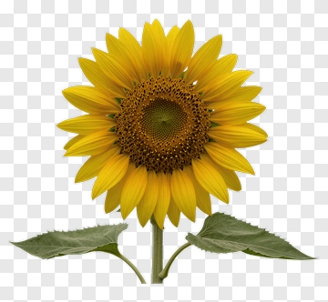 Sunflower PNG