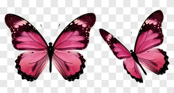 Two Pink Butterflies With Purple Wings PNG