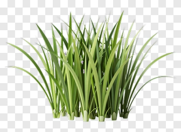 Green Grass With Small Flowers PNG