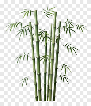 Bamboo PNG