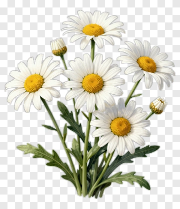 White Daisy Flower Bouquet PNG