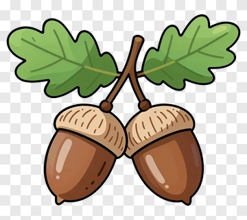 Cartoon Acorns With Leaves PNG