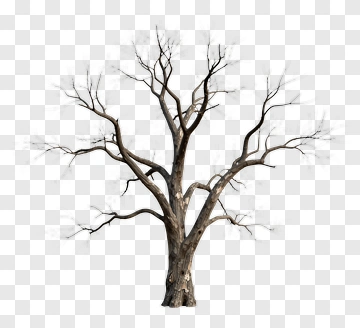 Bare Tree In Winter PNG