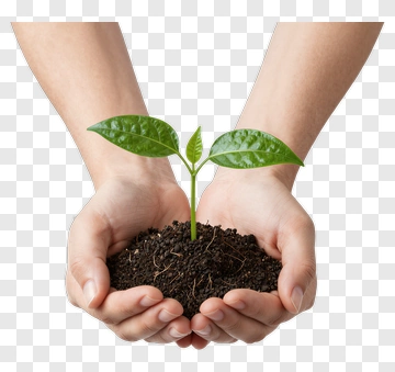 Hands Holding Young Plant In Soil PNG