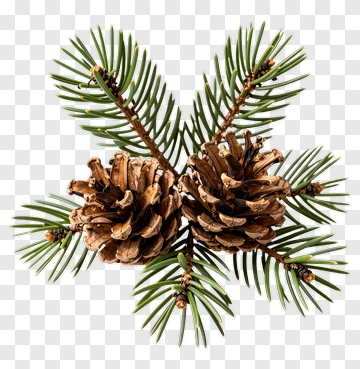 Two Pine Cones With Branches PNG