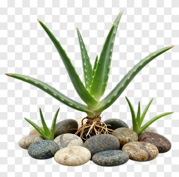 Aloe Vera Plant With Pebbles PNG