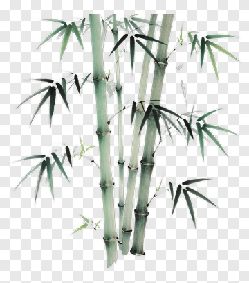 Chinese Style Bamboo Painting PNG