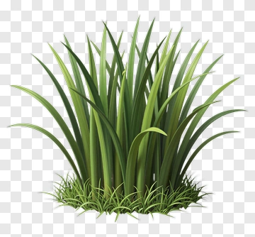Cluster Of Green Grass PNG