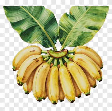 Banana Bunch With Leaves PNG