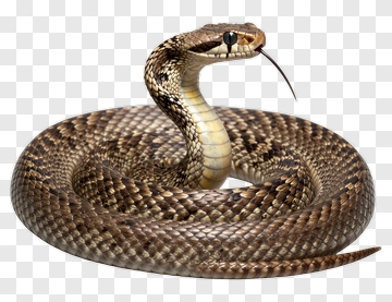 Coiled Snake With Forked Tongue PNG