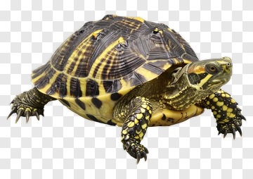 Yellow And Black Turtle PNG
